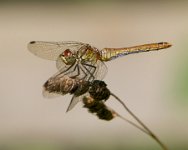 73 - SYMPETRUM SANGUINEUM - JOHANSEN DANNE - denmark